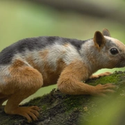 史前星球：冰川时代 剧照 5